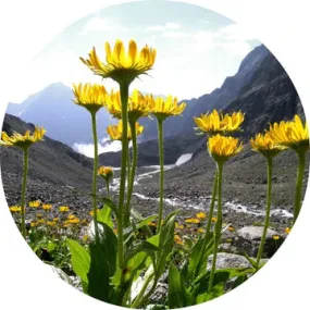 Arnica Flower Carrier Oil - Living Libations