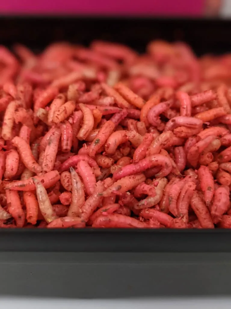 Fluro Maggots