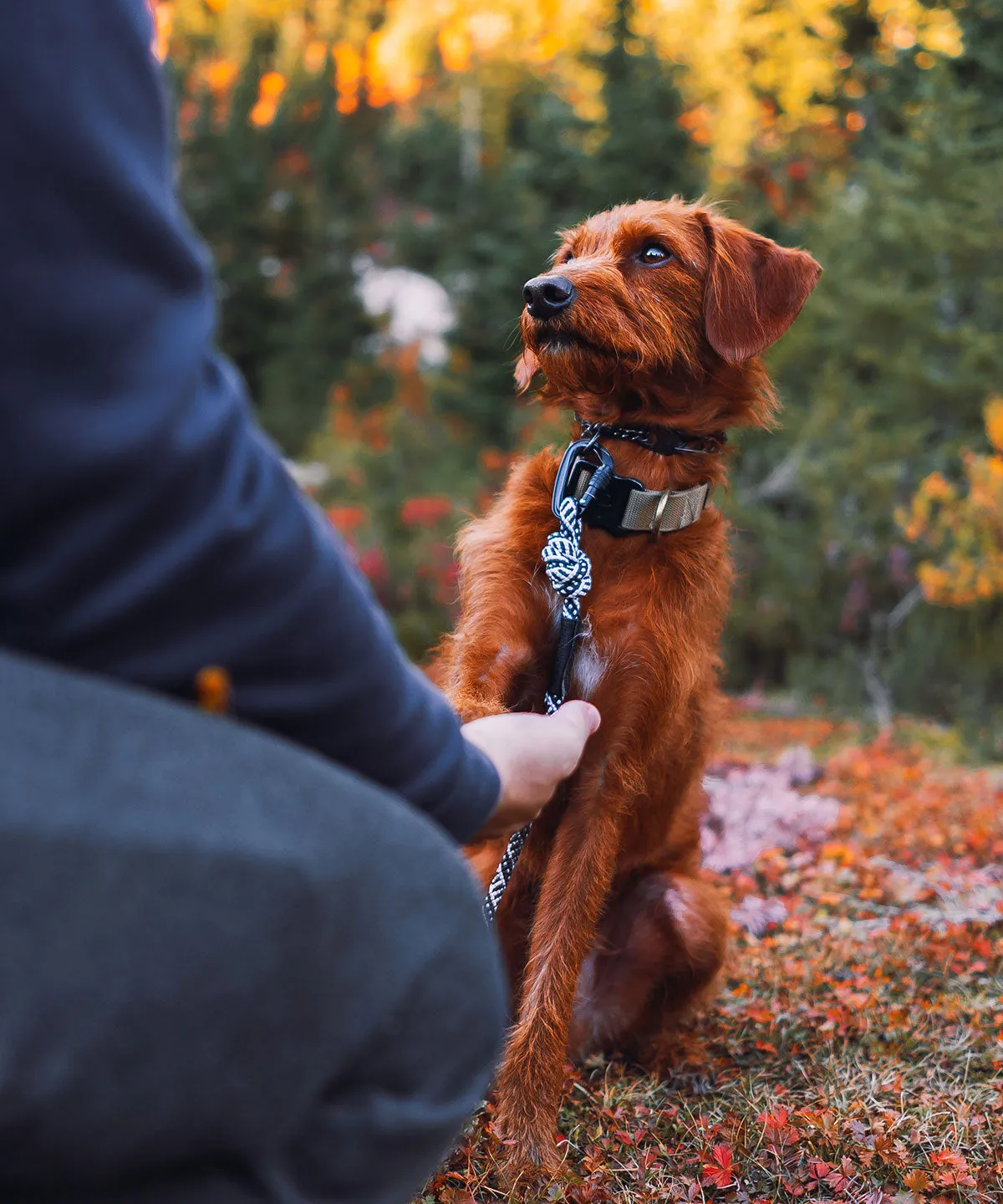 Scout Collar - Whiskey